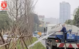 Ngắm hàng phong đỏ trổ lá ở Hà Nội